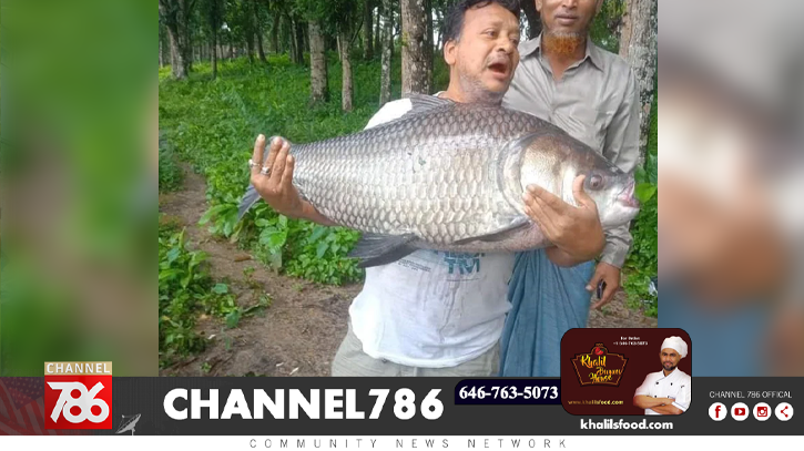 বড়শিতে ধরা পড়লো ৩০ কেজির কাতল মাছ বড়শিতে ধরা পড়লো ৩০ কেজির কাতল মাছ