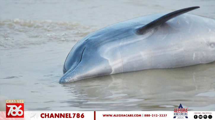 অ্যামাজনের লেকে ভেসে উঠল শতাধিক মৃত ডলফিন অ্যামাজনের লেকে ভেসে উঠল শতাধিক মৃত ডলফিন