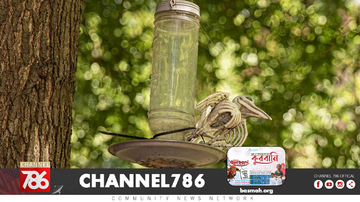 এবার আমেরিকায় পাখিদের মহামারি শুরু এবার আমেরিকায় পাখিদের মহামারি শুরু